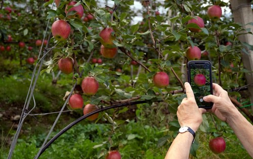 Woman photographed with smartphone, mobile phone, apple variety Elstar, apple orchard, orchard,