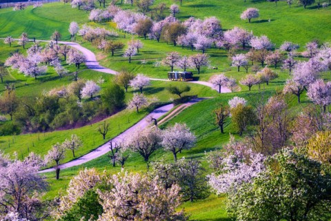 Postbus amidst blossoming cherry trees (Prunus avium), orchard in spring, Canton Solothurn,