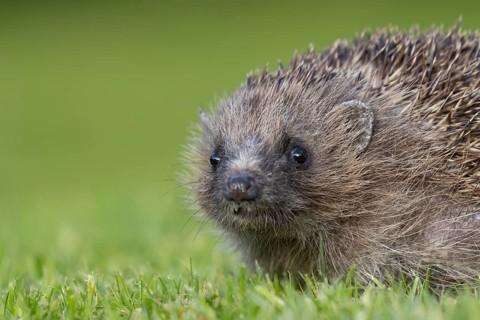 European hedgehog (Erinaceus europaeus) adult animal on a garden lawn, England, United Kingdom,