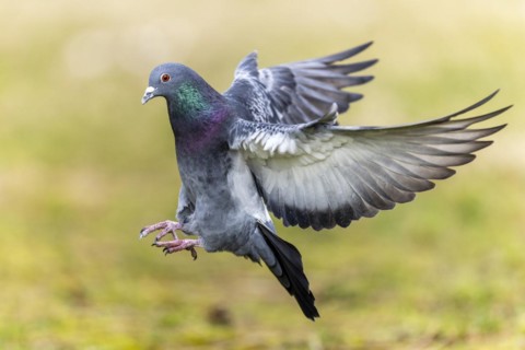 City dove (Columba livia forma domestica) in flight, wildlife, Germany, Europe