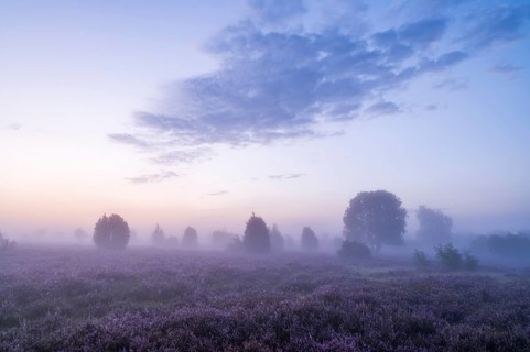 Heath landscape, flowering common heather (Calluna vulgaris), in front of sunrise, morning mist,