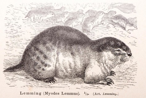 Norway lemming (Lemmus lemmus) (historical name: Myodes Lemmus), one animal in close-up in profile