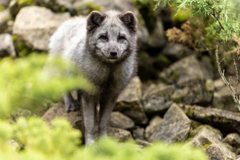 A fox stands between stones in a green forest and seems to be searching or exploring, arctic fox