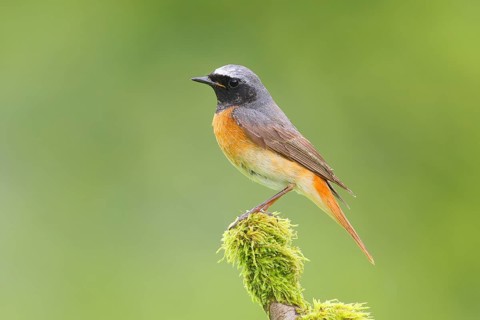 Common redstart (Phoenicurus phoenicurus), male on a moss-covered branch, songbird, wildlife,