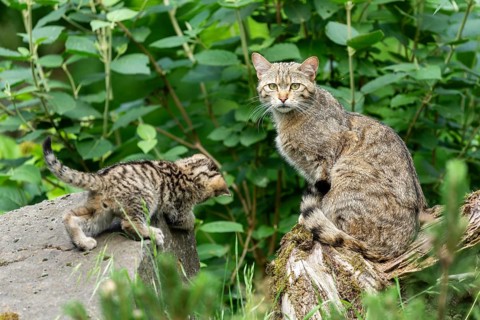 A cat looks at the viewer while a kitten sniffs curiously on a large stone, wild cat (Felis