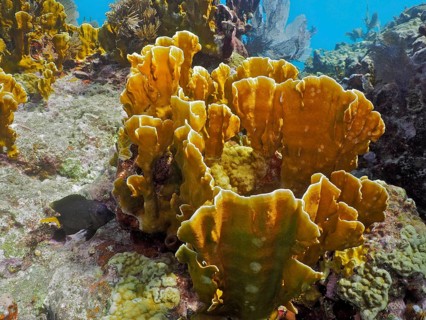 Coarsely structured underwater reef with striking yellow corals, fire coral (Millepora complanata)