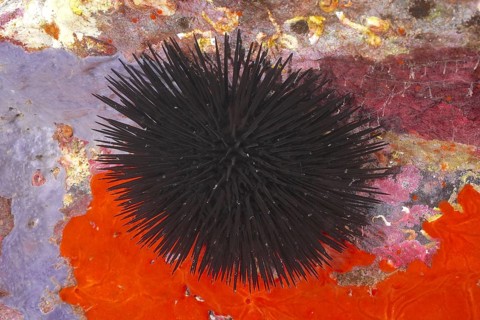 Black sea urchin (Arbacia lixula) in the Mediterranean near Hyères. Dive site Giens Peninsula, Côte
