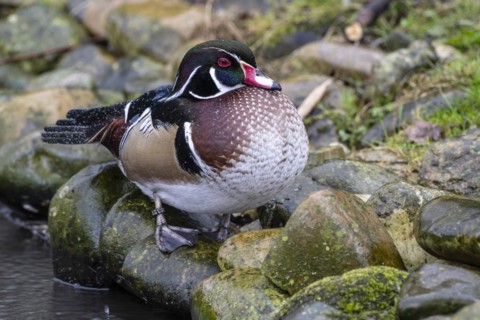 Wood duck (Aix sponsa), Nordhorn Zoo, Lower Saxony, Germany, Europe