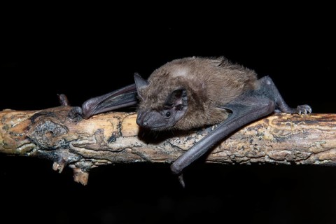 Greater evening bat (Nyctalus Abendsegler) juvenile on a branch, Brandenburg, Germany, Europe