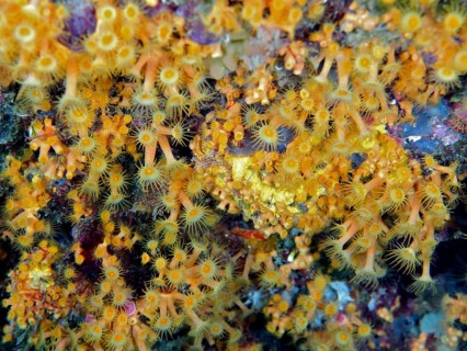 Yellow cluster anemone (Parazoanthus axinellae), dive site marine reserve Cap de Creus, Rosas,