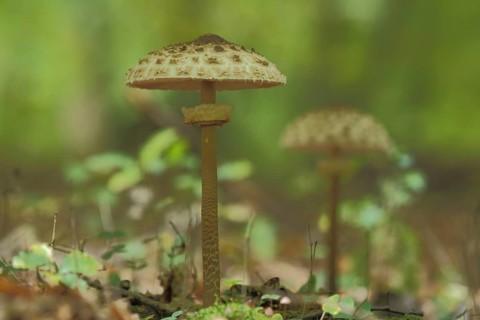 Parasol mushroom (Macrolepiota procera), blurred, forest, Niederjosbach, Eppstein, Taunus, Hesse,