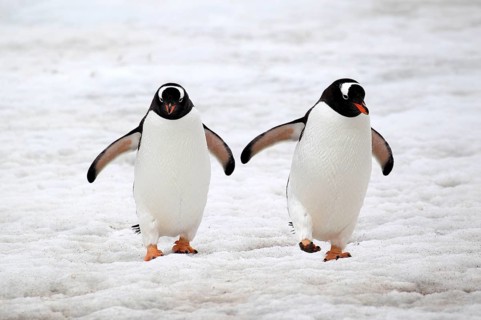 Gentoo Penguin (Pygoscelis papua), couple walking in snow, Antarctica, Half Moon Island, Weddell