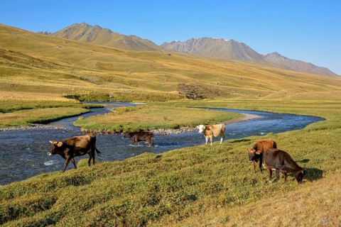 Cows on their summer pasture, West Karakol Valley, Tien Shan Mountains, Naryn region, Kyrgyzstan,