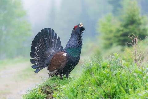 Western capercaillie (Tetrao urogallus) courting, Kalkalpen National Park, Upper Austria, Austria,