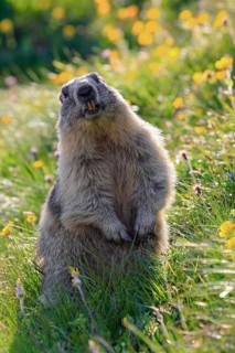 Alpine Marmot (Marmota marmota), Alpine Marmot