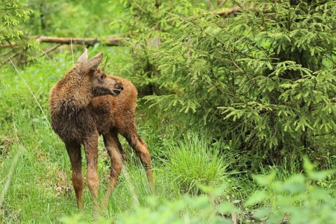 Elk (Alces alces) approx. 3 weeks old calf, southern Sweden, Scandinavia