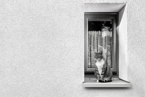 White façade with narrow window, house cat sitting alertly on windowsill in window recess, symbolic