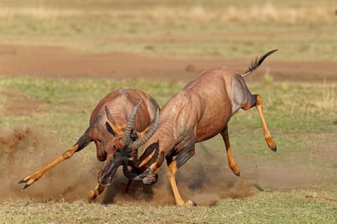 Fight between two Topi lei antelope bulls, Maasai Mara Game Reserve, Kenya, Africa