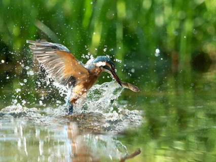 Common kingfisher (Alcedo atthis) fishing kingfisher flies up out of the water after hunting with