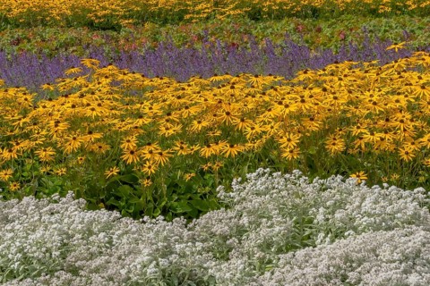 Perennial bed with summer flowers, Germany, Europe