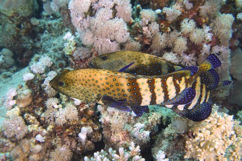 Pair of bluespotted grouper (Cephalopholis argus) courting, mating, dive site House Reef, Mangrove
