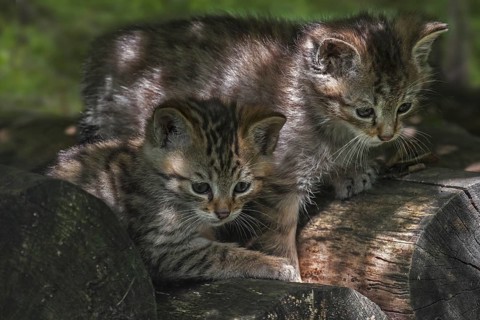 Two cute European wildcat (Felis silvestris silvestris), wild cat kittens on wood pile, woodpile in