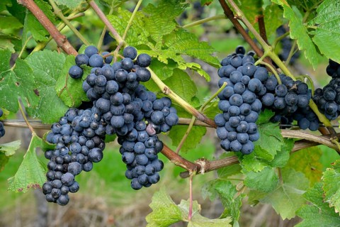 Pinot Noir grapes, Baden-Württemberg, Germany, Europe