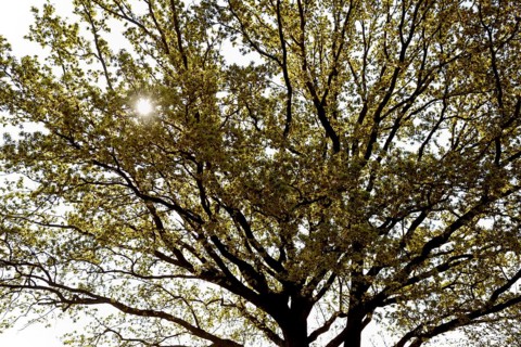 Oak tree (Quercus), tree crown at leaf and flowering time, sun star, North Rhine-Westphalia,
