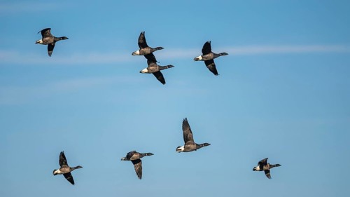 Brent Goose (Branta bernicla), birds in flight on winter sky