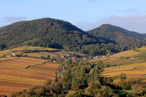 Vineyards in autumnal colours 2022 near Landau in der Pfalz, Southern Wine Route, Palatinate