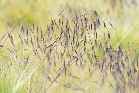 Cereal field, sweetgrass barren brome (Bromus sterilis) growing between barley (Hordeum vulgare),