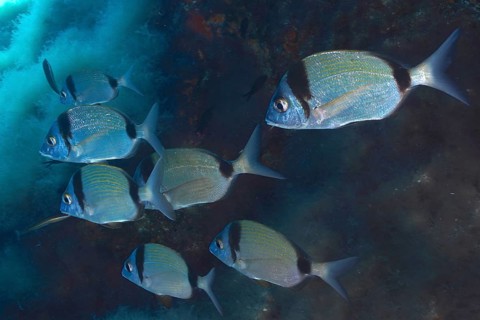 Common two-banded seabream (Diplodus vulgaris) in the Mediterranean near Hyères. Dive site marine