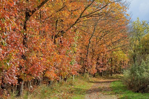 Northern red oak (Quercus rubra) with autumn colours at the wayside, Moselle, Rhineland-Palatinate,