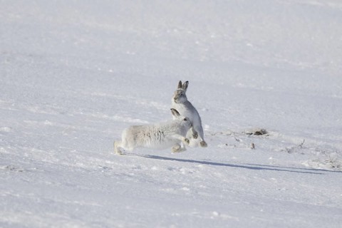 Fighting mountain hare (Lepus timidus), Alpine hares, snow hare female in white winter pelage