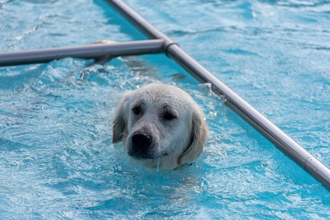Golden Retriever in the open-air swimming pool, dog swimming day, Magdeburg, Saxony-Anhalt,