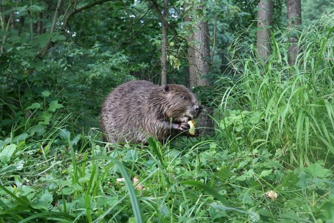 European beaver (Castor fiber) eating apple on the bank of a pond, Allgäu, Bavaria, Germany, Europe