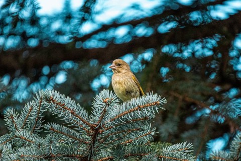 European greenfinch (Chloris chloris) female, Lower Austria, Austria, Europe
