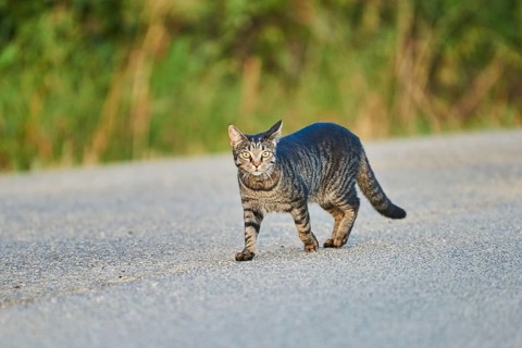 Domestic cat (Felis catus) walking on a street, Bavaria, Germany, Europe