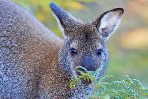 Red-necked wallaby (Notamacropus rufogriseus), head portrait, looking at camera, hiding behind