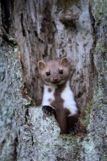 Beech marten (Martes foina), Bitburg, Rhineland-Palatinate, Germany, Europe