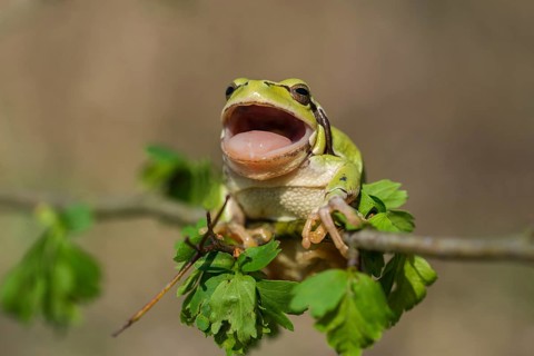 European Tree Frog (Hyla arborea), Burgenland, Austria, Europe