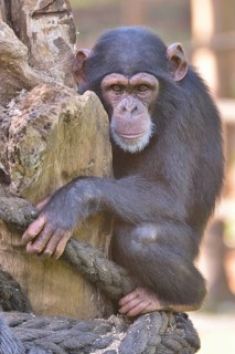 West African Chimpanzee (Pan troglodytes verus), Tacugama Chimpanzee Sanctuary, Province Western