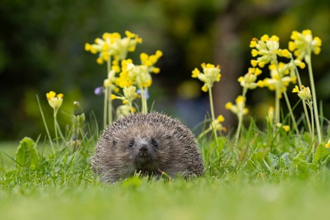 European hedgehog (Erinaceus europaeus) adult animal on a garden lawn in spring with flowering