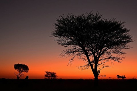 Marula tree at sunset, Namibia, Africa
