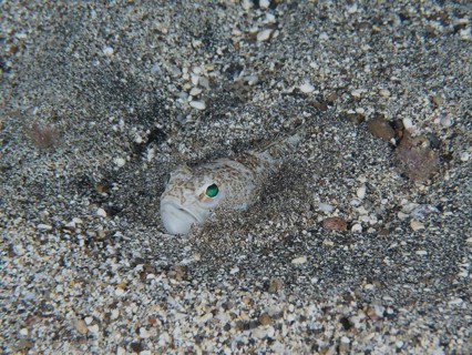 A Petermännchen (Trachinus draco), poisonous animal, with greenish eyes buried in the sand. Dive