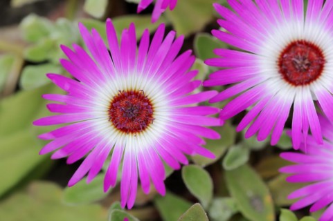 Midday flower (Dorotheanthus bellidiformis), flowers, native to Africa, ornamental plant, North