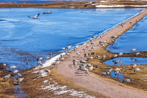 Flock of migration Cranes (Grus grus) on a dirt road by a lake with ice a cold sunny day at spring,