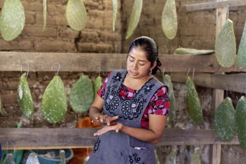 Teotitlan del Valle, Oaxaca, Mexico, Rural women in the Tlacolula Valley of Oaxaca benefit from a