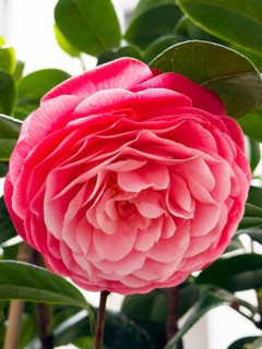 Camellia, Japanese camellia (Camellia japonica), single camellia flower