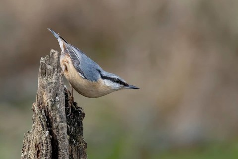 Eurasian nuthatch (Sitta europaea) on dead wood, Austria, Upper Austria, Europe
